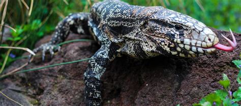 Argentine Black And White Tegu Lehigh Valley Zoo 51 Off