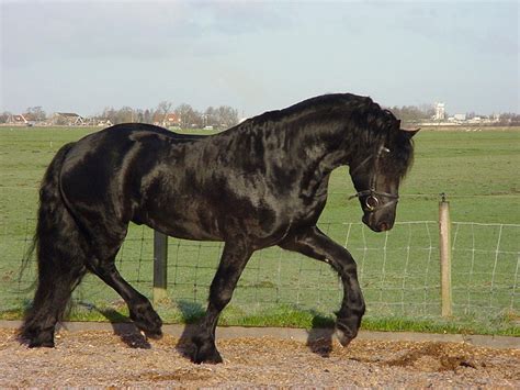 Friesian Horse Breed Information, History, Videos, Pictures