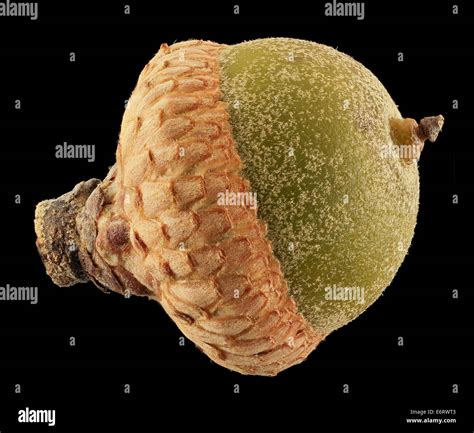 Binomial Quercus Falcata Hi Res Stock Photography And Images Alamy