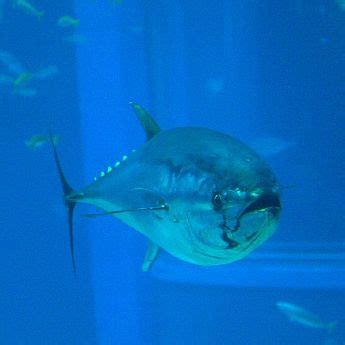 Bluefin tuna - New World Encyclopedia