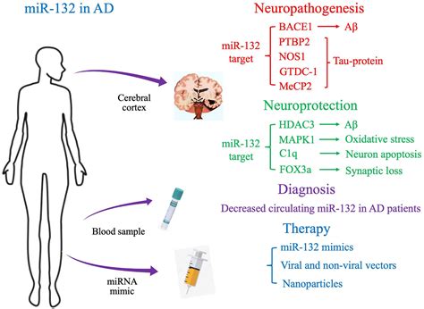 Frontiers Alzheimers Disease And Microrna 132 A Widespread