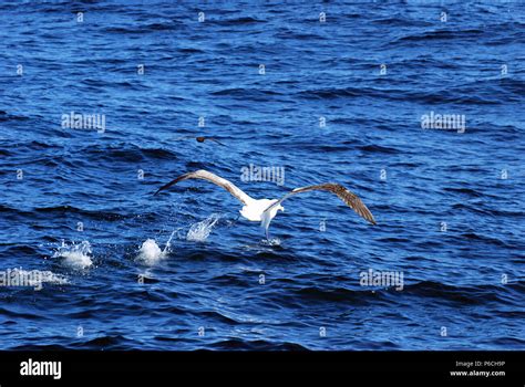 New Zealand albatross Stock Photo - Alamy