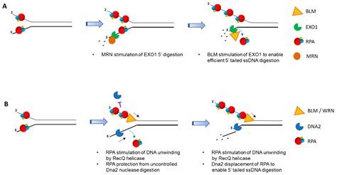 Single Stranded Binding Protein