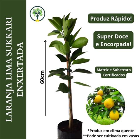 Muda De Laranja Lima Sukkari Enxertada Produz R Pido