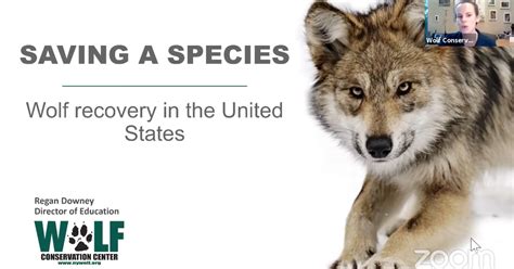 Wolf Conservation Center Wolf School episode 02 - Conservation of endangered Mexican grey and ...