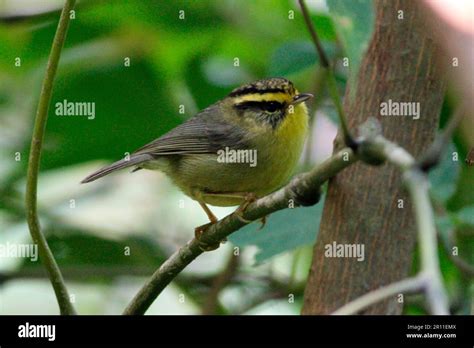 Yellow Throated Fulvetta Alcippe Cinerea Adult Perched On Twig