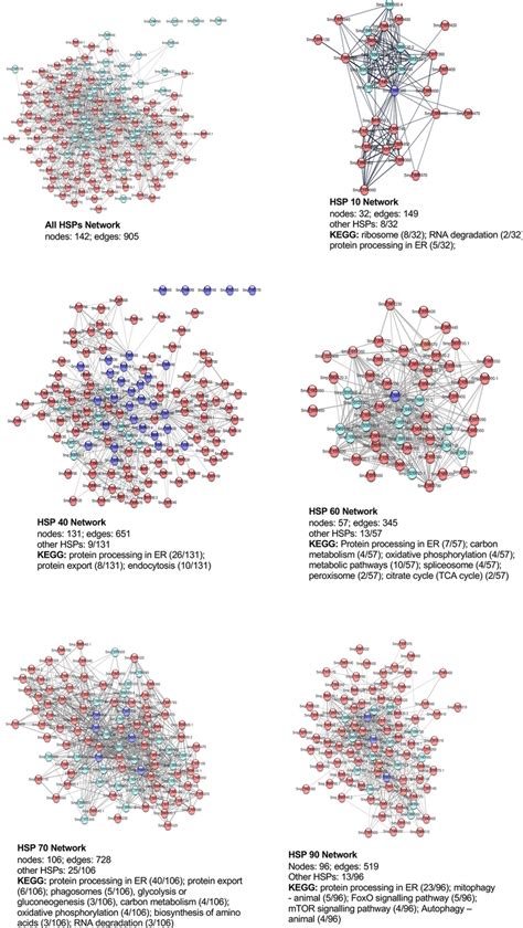 Schistosoma Mansoni Hsp Interaction Networks Identified S Mansoni