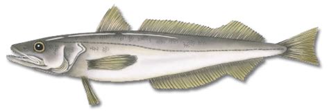 Silver Hake Maine Saltwater Fishing Fish Species Information