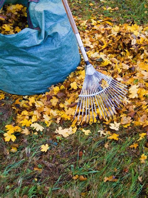 Fall Leaves With Rake Stock Image Image Of Leaves Piled 27689931