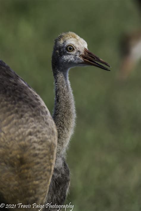 A Visit with Some Florida Sandhill Cranes - Travis Paige Photography