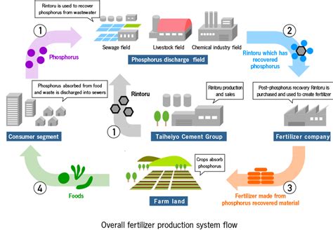 Phosphorus Cycle Flow Chart