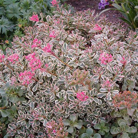 Tricolor Stonecrop Vanstone Nurseries