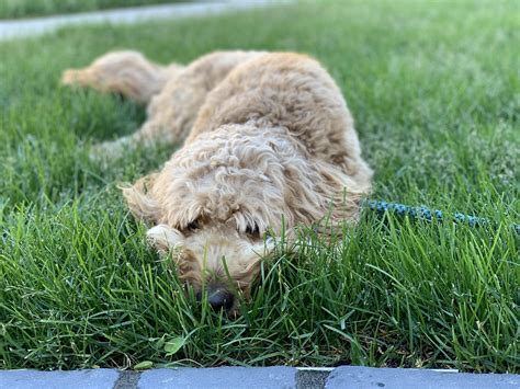 Someone’s getting big! : r/Goldendoodles