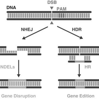 Basic Scheme Illustrating The Process Of Genome Editing Mediated By