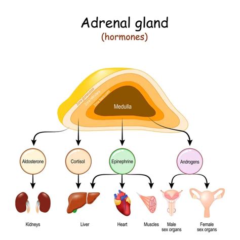 Hormones Produced Ovaries Human Endocrine System Estrogen Progesterone Testosterone Mullerian