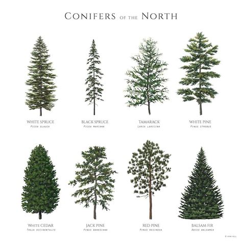 The Different Types Of Trees That Can Be Found In The North America