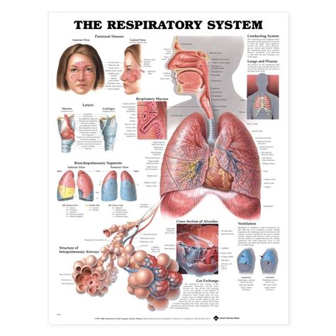 The Respiratory System Anatomical Chart / Poster - Laminated - 9781587790539 Lung Anatomy, Human ...