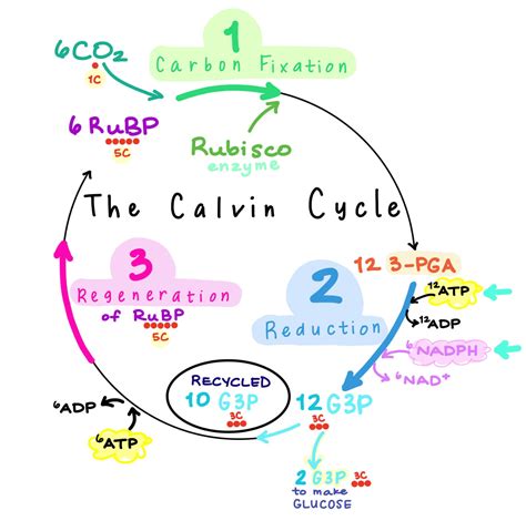 Photosynthesis The Calvin Cycle Full Step By Step Etsy