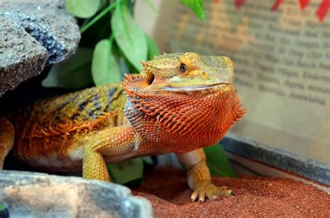 Will My Cat And Bearded Dragon Get Along Vet Approved Safety Facts To