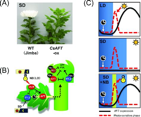 Photoperiodic Regulation Of Flowering In Chrysanthemums A