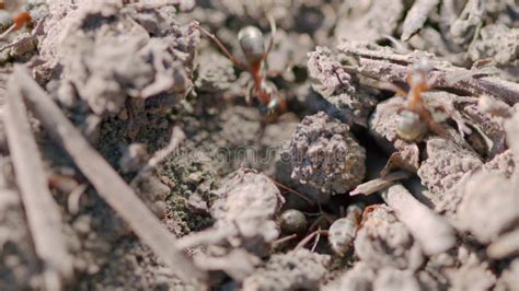 Ants Are Eusocial Insects Fire Ants Swarm Stock Footage Video Of