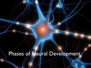 Phases of neural dvelopment | PPT