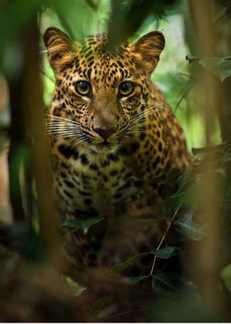 Leopard Of Thailand Rainforest By Petr Bambousek Via Onebigphoto