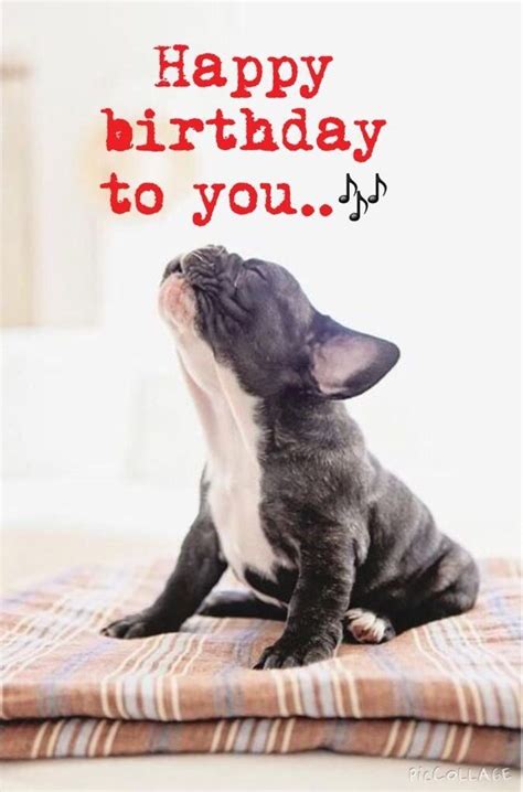 French Bulldog Happy Birthday