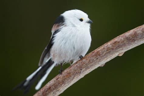 La mésange à longue queue nordique tout savoir sur cet oiseau