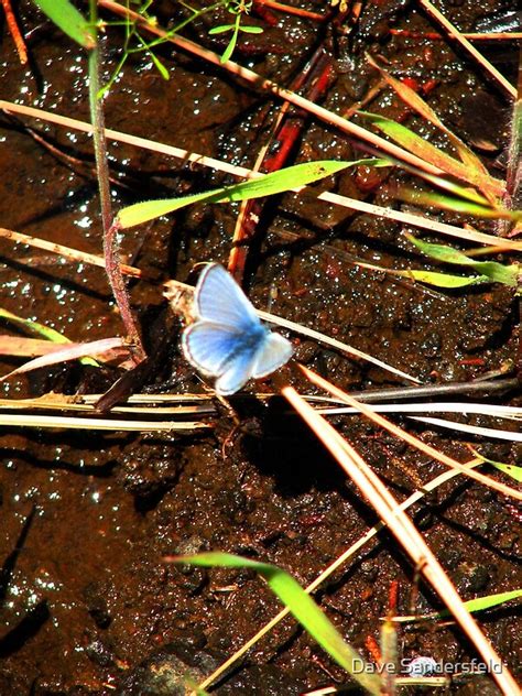 "Western Pygmy Blue Butterfly" by Dave Sandersfeld | Redbubble