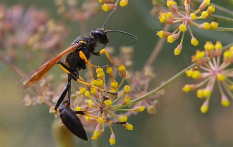 Wasps Your Guide To Wasp Identification Prevention In Dfw