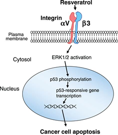 Integrin V Contains A Receptor Site For Resveratrol Lin