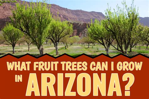 Most Beautiful Fruit Trees