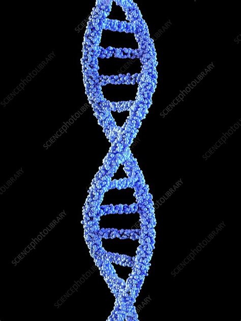 Dna Molecule Illustration Stock Image C023 2085 Science Photo