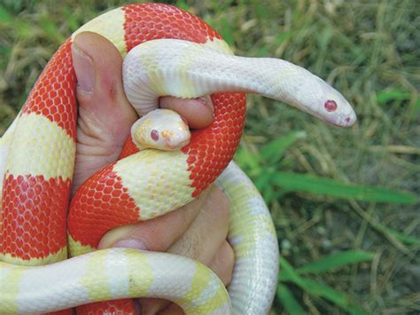 Honduran Milk Snake Breeding Tips - Reptiles Magazine