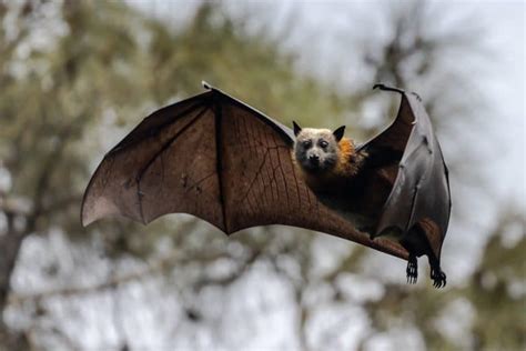 Nocturnal Australian Animals that Live in Cities - Kids in Australia