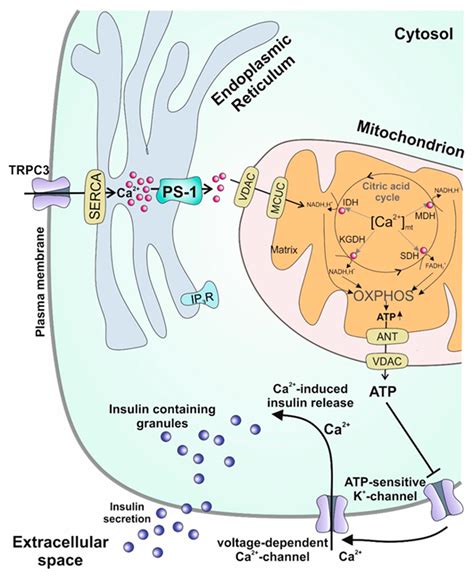 Calcium Signaling Pathway