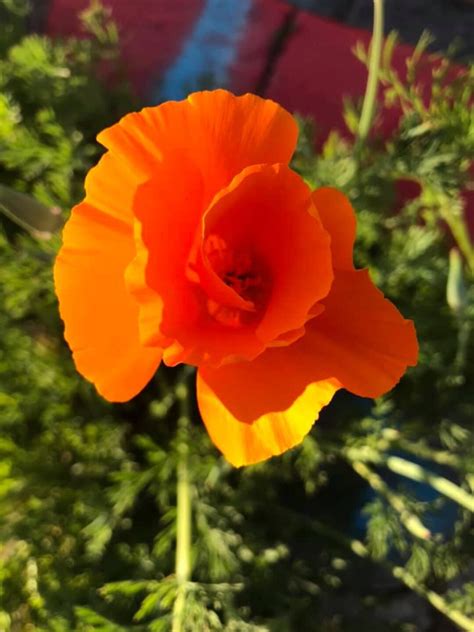 California Poppy Tincture Etsy