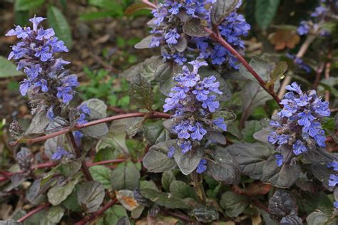 Ajuga Reptans Atropurpurea