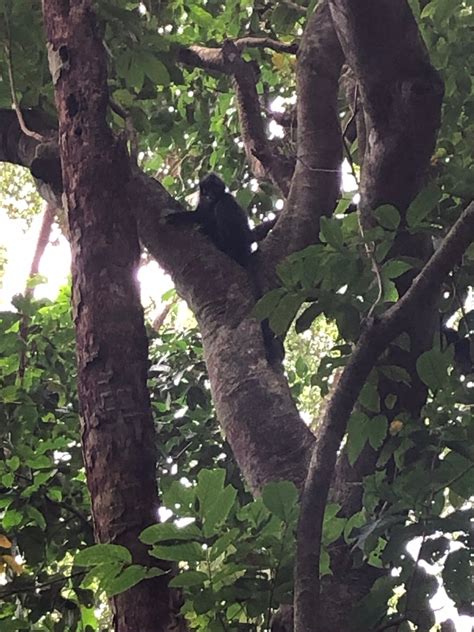 Raffles Banded Langur Presbytis Femoralis Biodiversity And