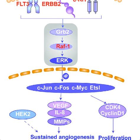 | Schematic of the MAPK signaling pathway. This figure shows the ... 