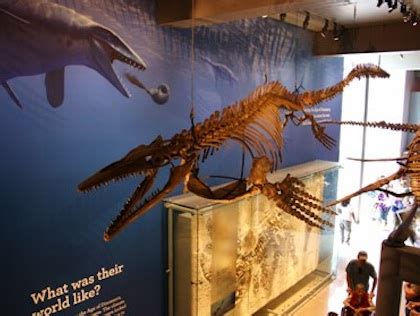 Guide to Natural History Museum's Dinosaur Hall - CBS Los Angeles