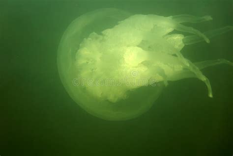 Marine Jellyfish, in a Natural Habitat Stock Photo - Image of animal ...