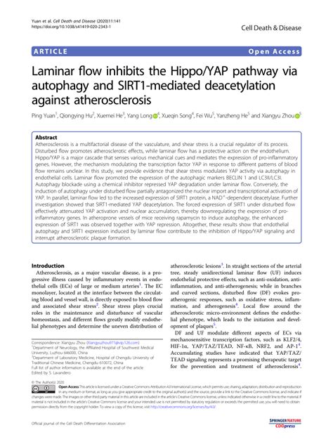 Pdf Laminar Flow Inhibits The Hippo Yap Pathway Via Autophagy And