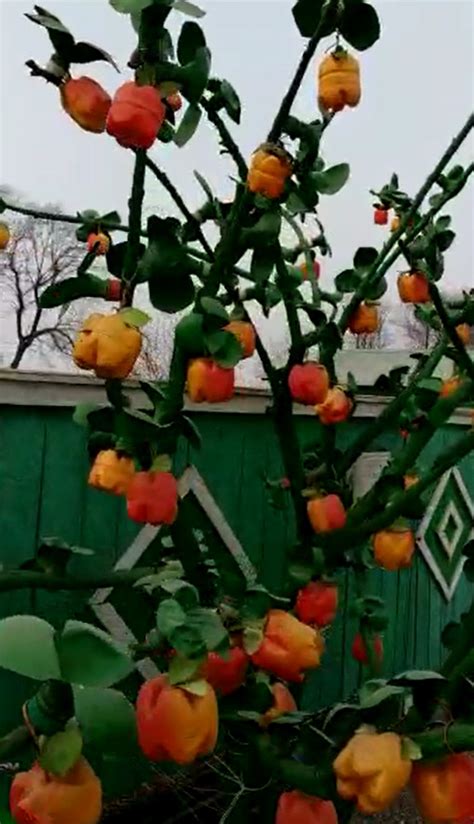 Клумбы - самые красивые - Клумбы и ландшафтный дизайн