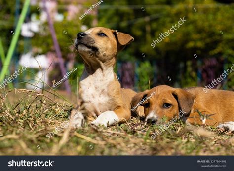 Number Indian Street Dog Puppies Sitting Stock Photo 2247864201 ...