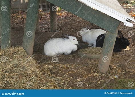 Drie Konijnen Onder Een Dak Stock Foto Image Of Landschap Bont 34648706