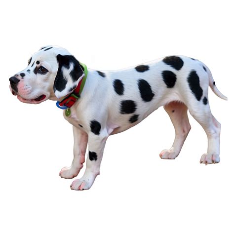 Download Dalmatian Puppy Png 06232024