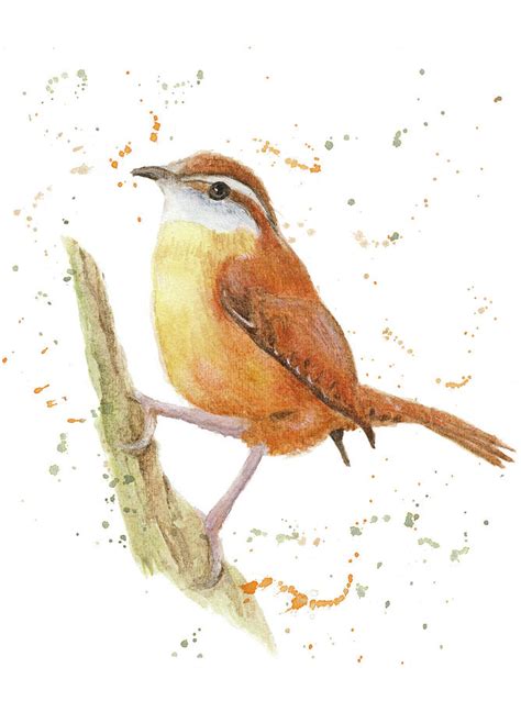 Carolina Wren Drawing at PaintingValley.com | Explore collection of ...