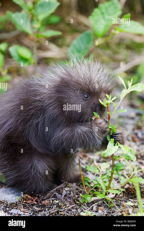 A baby porcupine, near Seward, Alaska Stock Photo - Alamy